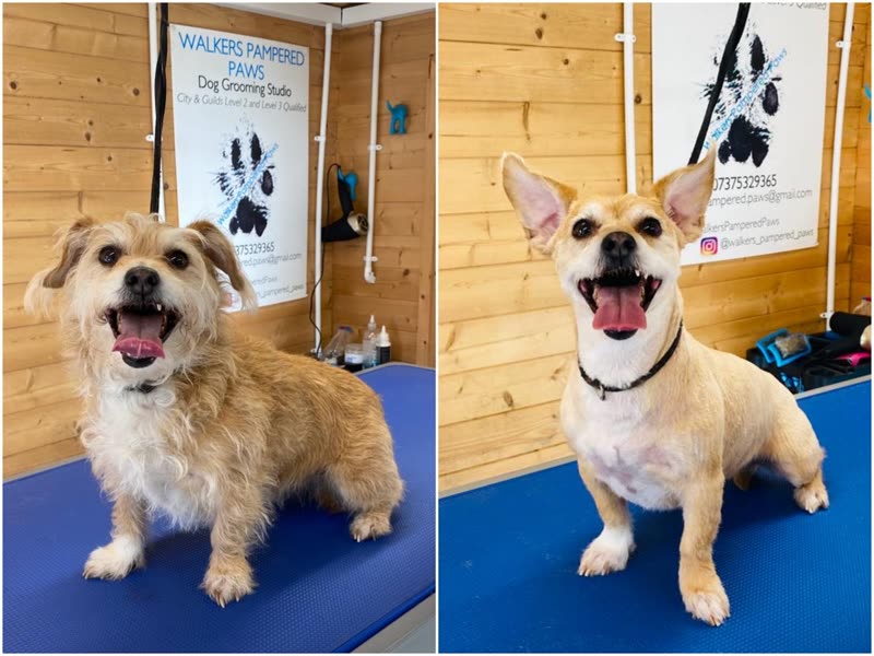 Two freshly groomed small dogs sitting on the blue grooming table inside the Walkers Pampered Paws salon
