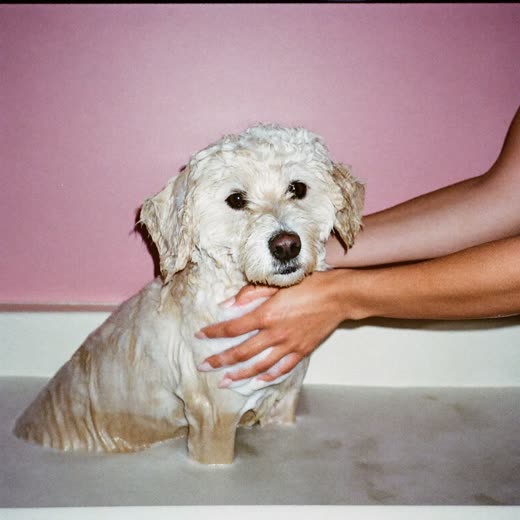 A dog covered in suds during a bath