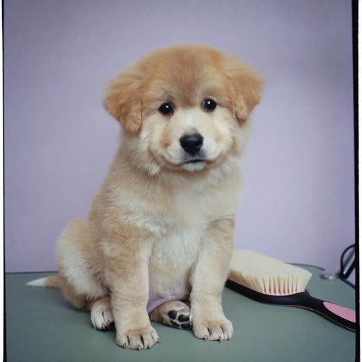 A puppy beside a grooming brush